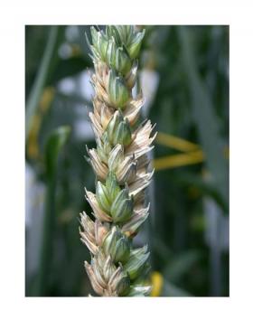 photo de symptômes de Fusariose sur blé