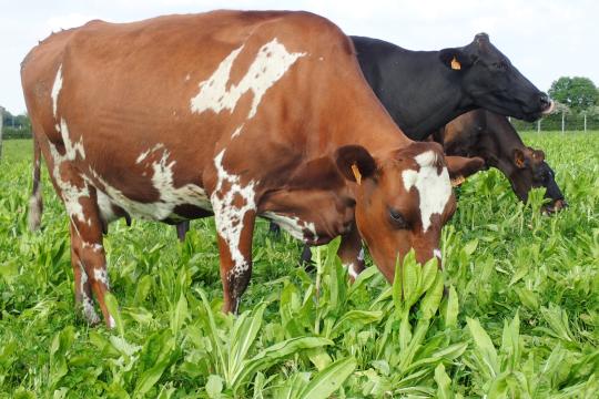 Vidéo sur Oasys, une expérimentation pour adapter l’élevage de vaches laitières au changement climatique