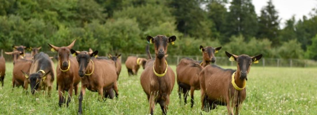 illustration L’Inra et l’Institut de l’Élevage créent une Unité mixte technologique sur l’élevage des chèvres : « Systèmes caprins durables de demain »