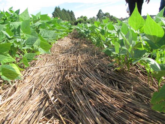  Tillage shows very little impact on carbon sequestration 