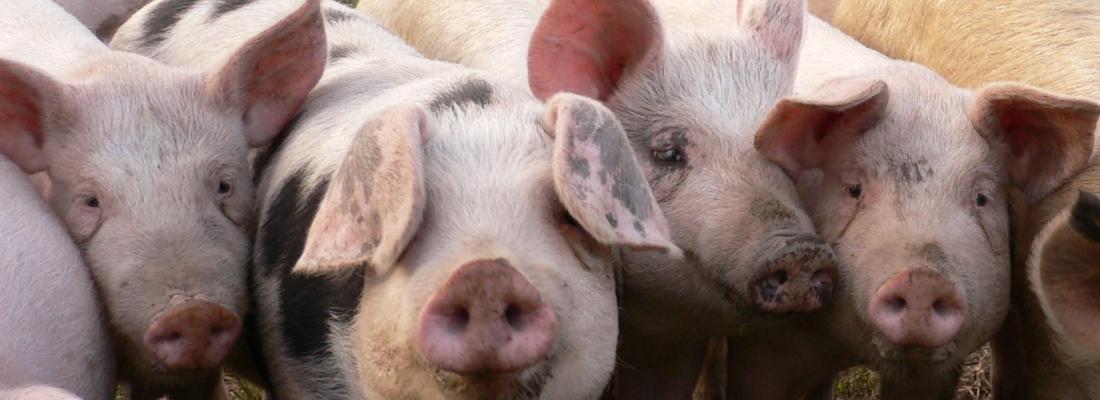 illustration Eco-friendly feed formulation for pigs: it's possible!