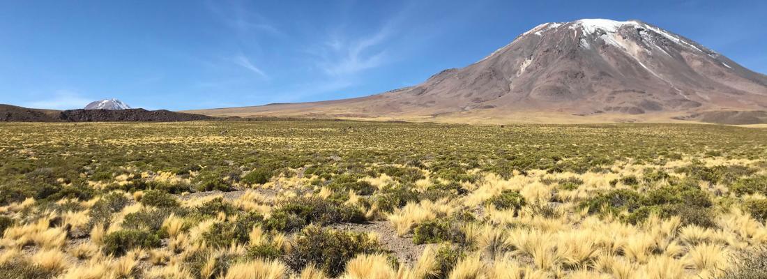 illustration Plant resilience under extreme conditions: innovation leads to new discoveries in the Atacama desert 