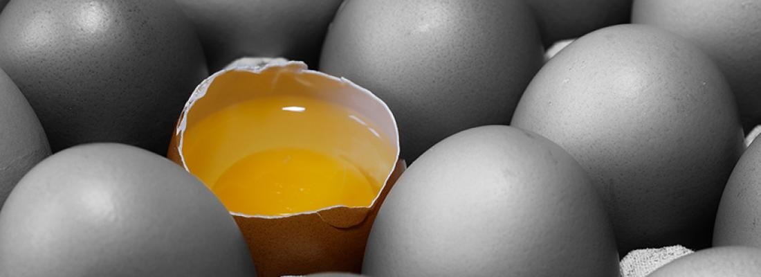 illustration  La coquille d’œuf de poule et ses molécules antimicrobiennes