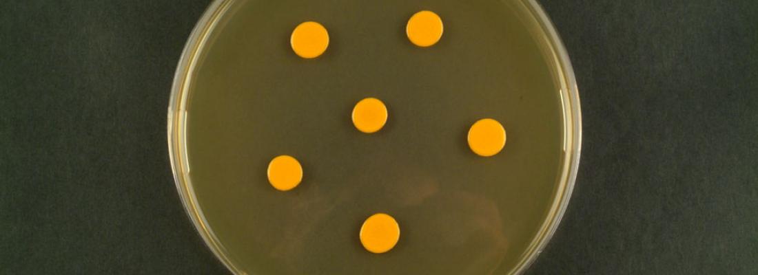 illustration Chez les Streptomyces, les antibiotiques sont proposés pour contribuer à la régulation du métabolisme de leurs producteurs.