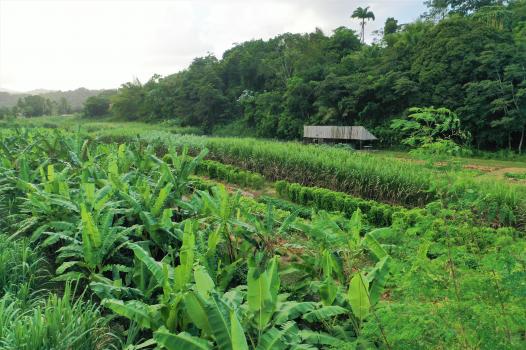 Microfermes en Guadeloupe, la transition agroécologique en route