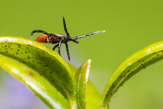 Maladie de Lyme : une piste vaccinale innovante pour diminuer  la dangerosité des tiques 