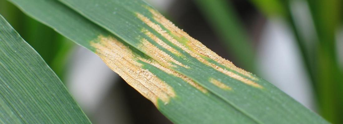 illustration First-ever cloning and characterization of a resistance gene against Septoria tritici blotch in wheat