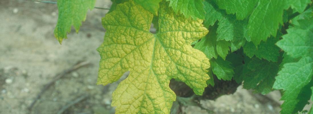 illustration Découverte d’une résistance naturelle au virus du court-noué chez la vigne : un espoir pour la viticulture 