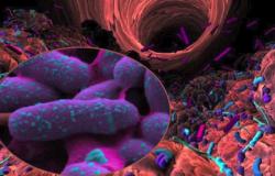 Microbiote intestinal, reportage vidéo unité Micalis, Jouy-en-Josas