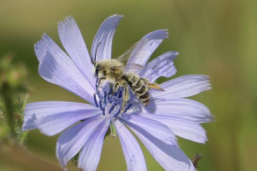 Pollinisateurs en danger : aidez-nous à mieux les préserver !