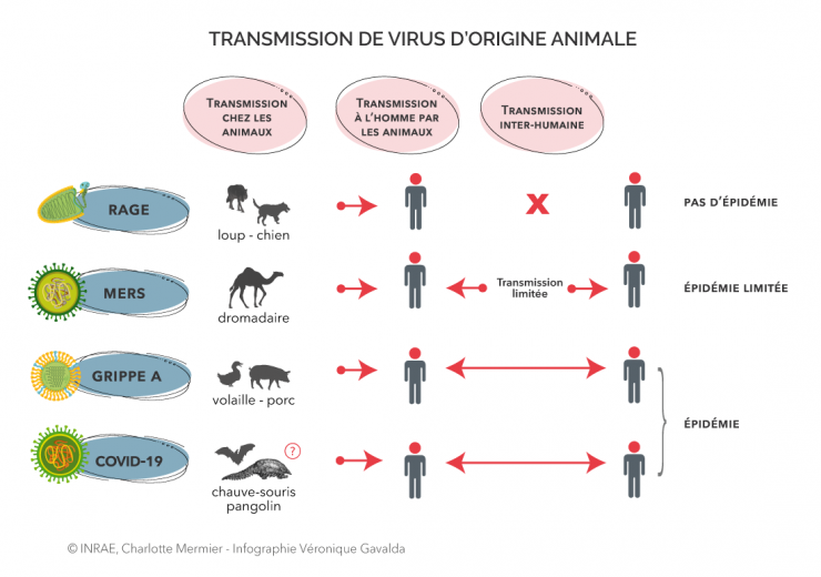 Afficher l'infographie sur les zoonoses
