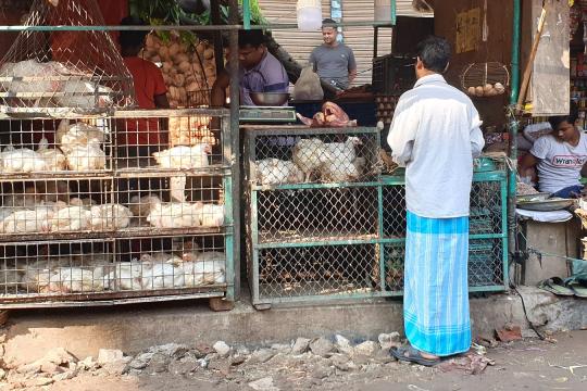 Modélisation de la propagation de la grippe aviaire sur les marchés de volailles vivantes en Asie