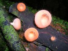 champignon cookeina sur bois dans forêt