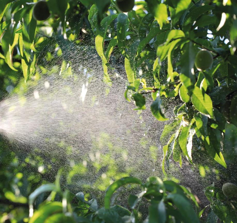 Prendre en compte les effets des pesticides dans les procédures réglementaires 