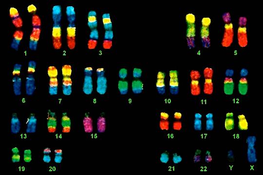 Understanding the mechanism behind dominant and recessive gene expression