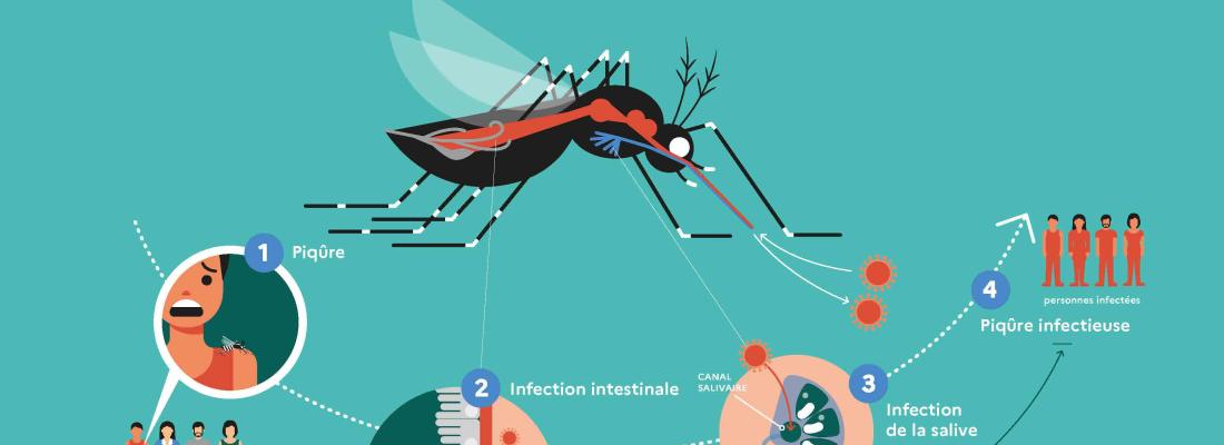 illustration MOUS’TEAM : une expérience scientifique et citoyenne pour mieux comprendre le moustique tigre