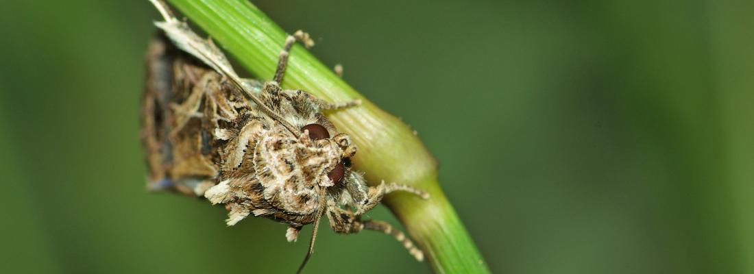 illustration Surprising role of female sex pheromone in crop pest: new biocontrol possibilities?