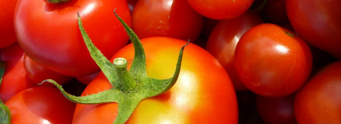 illustration Retrouver le goût de la tomate
