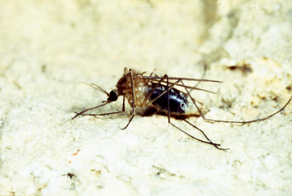 Control of mosquito-borne diseases