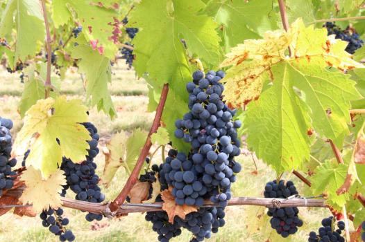Innovative grape varieties to revitalise vineyards