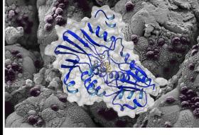 Structure 3D de l’enzyme avec la molécule AN3661 sur fond de l’intestin d’une souris immunodéficiente infectée par Cryptosporidium.