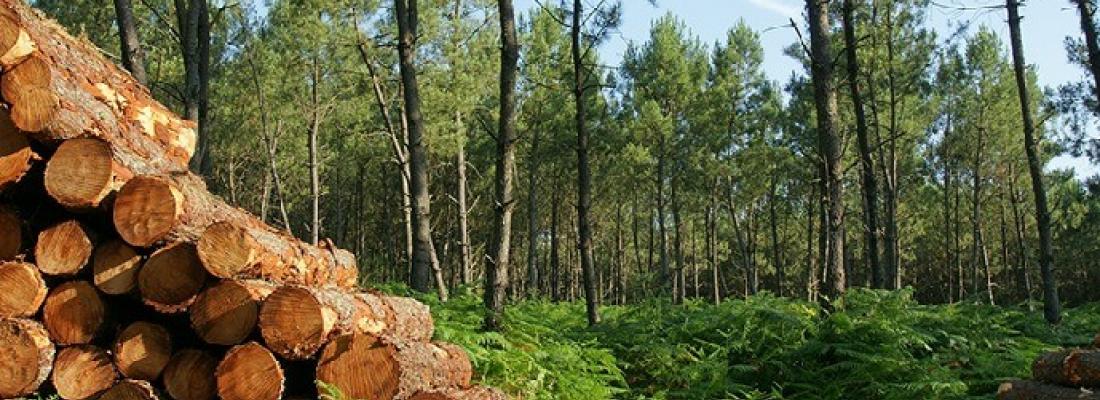 illustration L'exploitation forestière a-t-elle fortement augmenté depuis 2016 en Europe et en particulier en France ? 