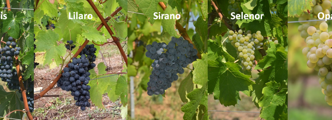 illustration Après Artaban, Floreal, Vidoc et Voltis : Coliris, Lilaro, Sirano, Selenor et Opalor, 5 nouvelles variétés de vignes INRAE résistantes au mildiou et à l’oïdium