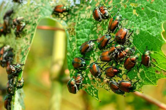The Japanese beetle in Europe: modelling environmental suitability to customize pest monitoring strategies
