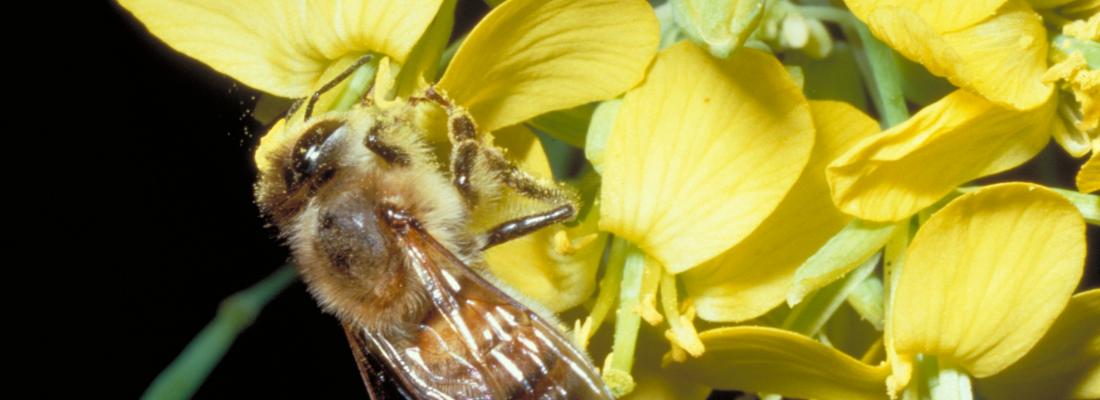 illustration Bee pollination boosts the profitability of oilseed rape