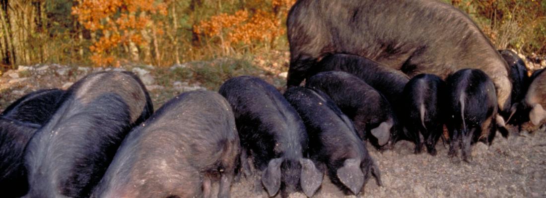 illustration Elevage de porcs en plein air avec des races locales : il faut adapter l’alimentation ! 