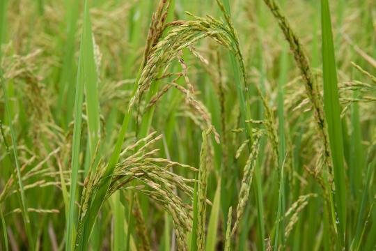 Food security: discovery of a gene for immunity against a disease that ravages rice and wheat crops