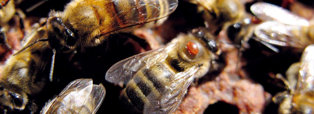 illustration Le varroa, parasite cauchemar des abeilles domestiques 