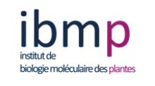 Logo de l'institut de biologie moléculaire des plantes
