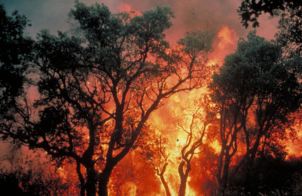 Notre dossier “Incendie de forêts”