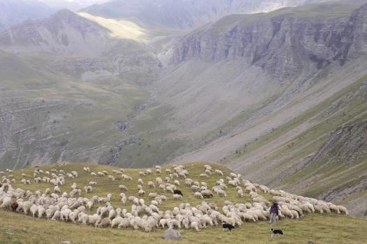 Towards sustainable mountain pastoralism