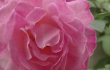Rose chinensis-old-blush.