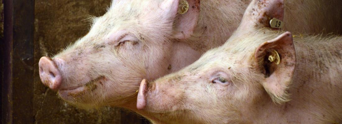 illustration Animal welfare: when artificial intelligence translates pig vocalisations