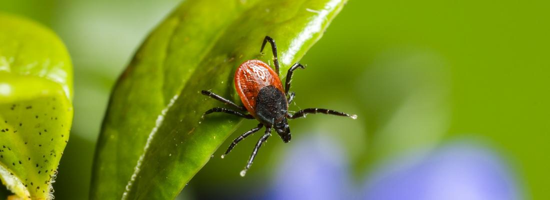 illustration Meteorological maps to help predict tick activity 