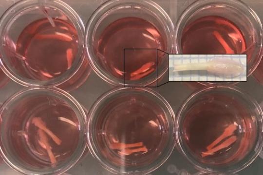 La culture de follicules plumeux in vitro : un nouveau modèle alternatif chez la poule