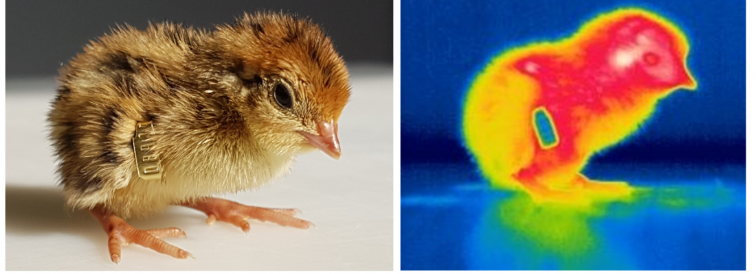 illustration The incubation temperature of Japanese quail eggs as a lever to improve heat resistance?