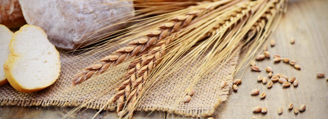 illustration La sensibilisation cutanée par du gluten modifié augmente la sévérité de l'allergie alimentaire au blé