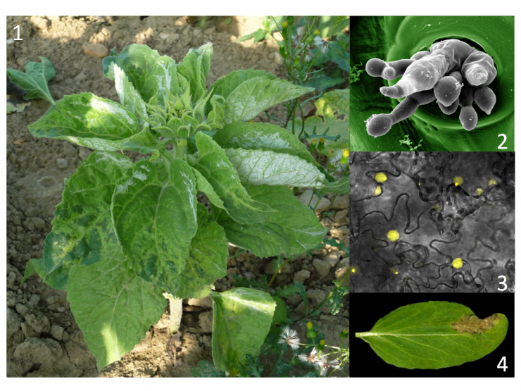 A major breakthrough in the characterization of sunflower resistance genes to mildew