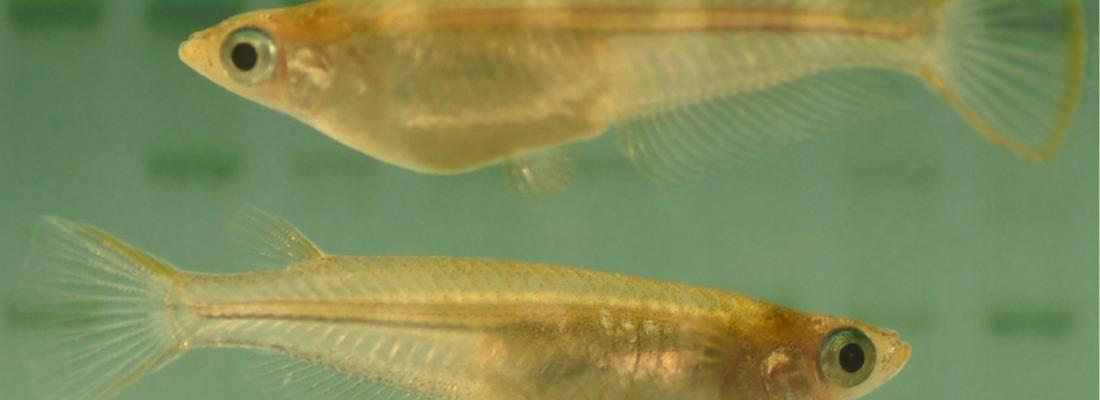 illustration Découverte d’une nouvelle fonction cellulaire chez les poissons : perspectives pour l’aquaculture et la recherche médicale 