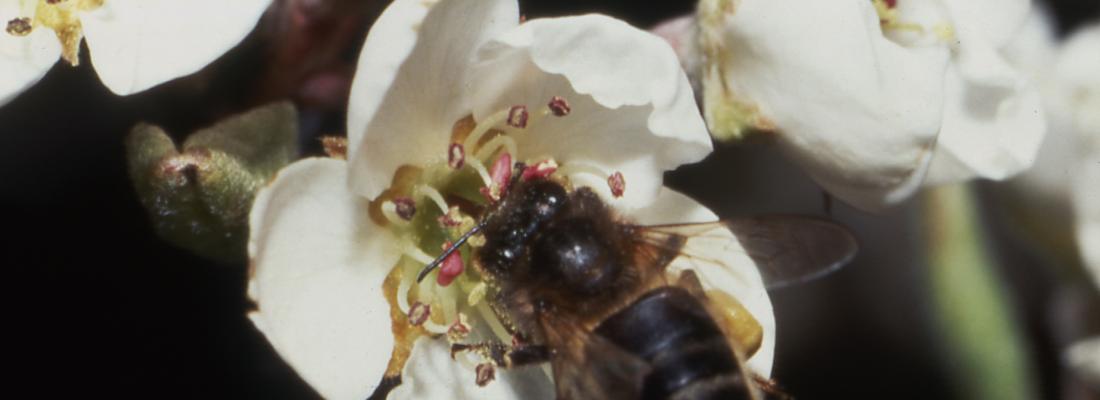 illustration Phytopharmacovigilance: the effects of diamides on honey bees 