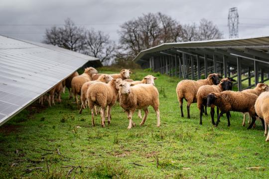 Une étude confirme les effets positifs des panneaux photovoltaïques sur le pâturage ovin