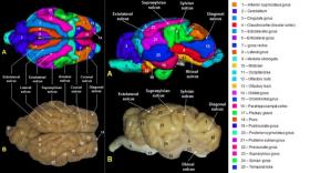 scanner cerveau brebis