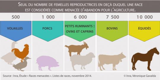 Infographie : Races animales menacées par espèce