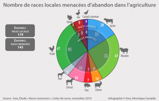 Infographie : Nombre de races locales menacées pour l'agriculture