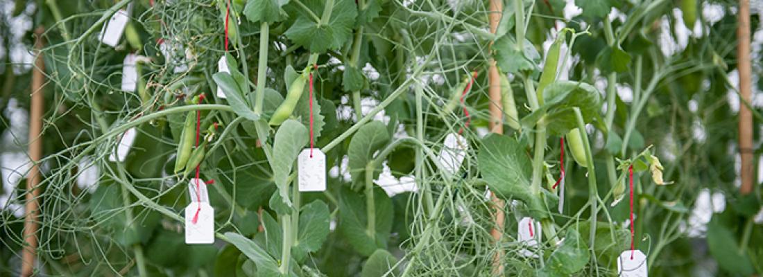 illustration Legumes: a breeding ground for innovation!