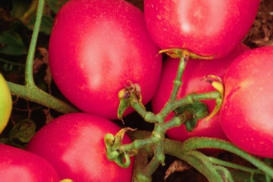 Optimiser les effets santé de la tomate 